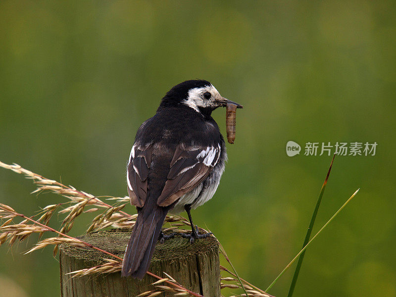 花斑鹡鸰（Motacilla alba yarelli）